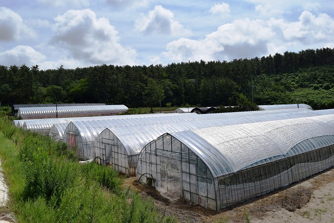 ビニールハウス施工で実現する持続可能な農業